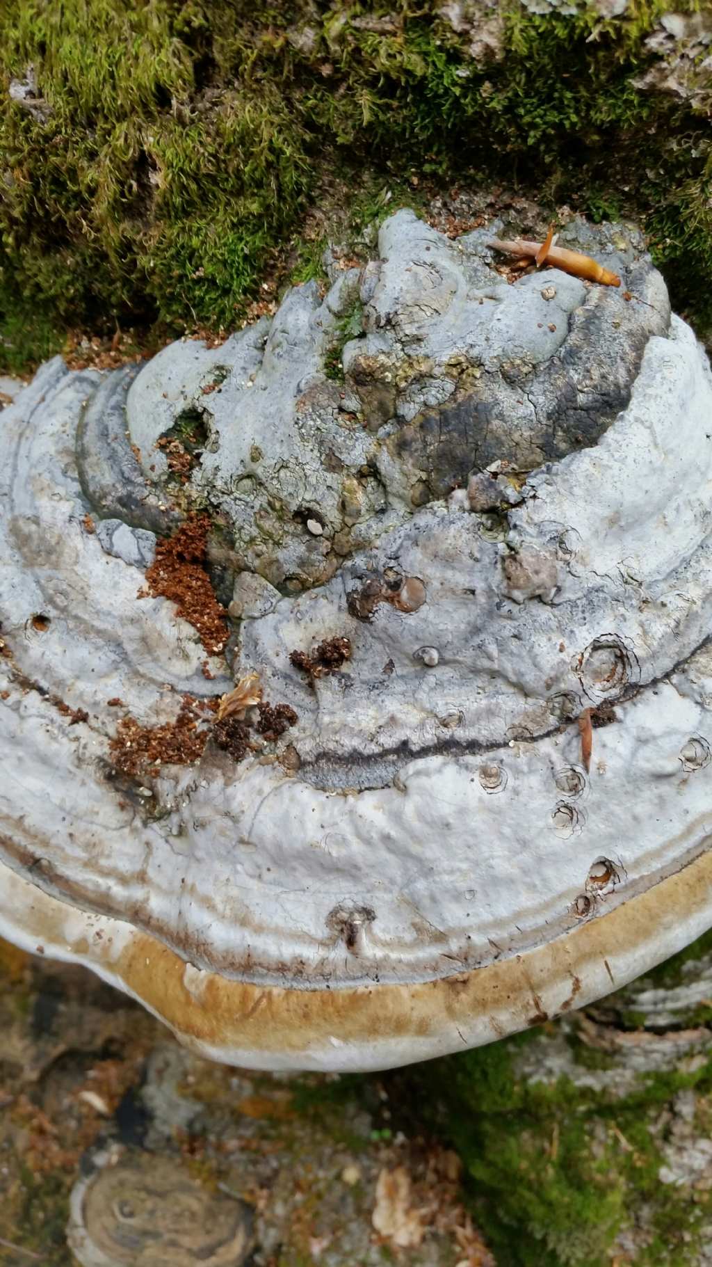 Funghi su faggio